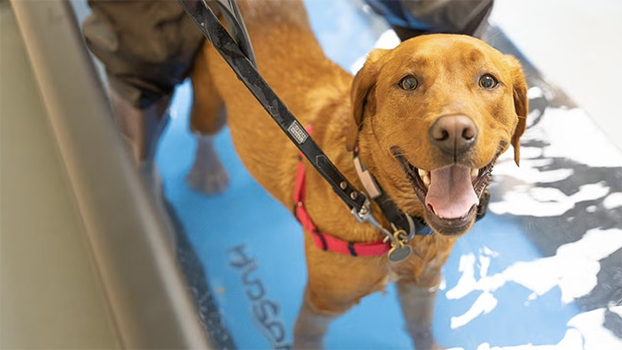 A dog uses a treadmill at UC Davis Veterinary hospital